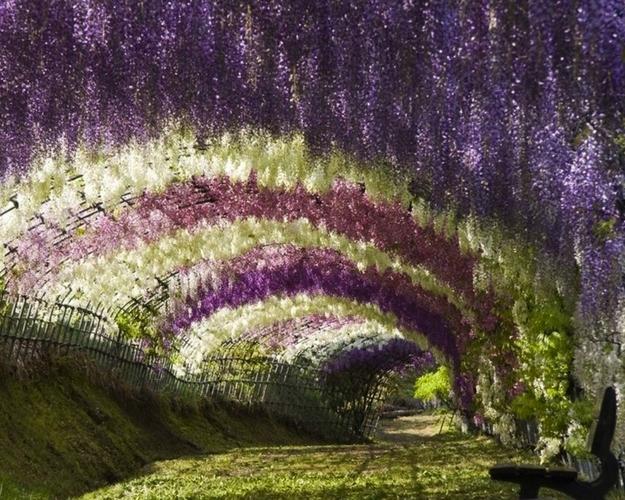 Kawachi Fuji Gardens en Kitakyushu (Japon) Kawachi Fuji Gardens en Kitakyushu (Japon)