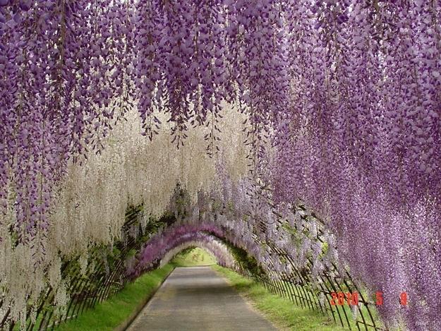 Kawachi Fuji Gardens en Kitakyushu (Japon) Kawachi Fuji Gardens en Kitakyushu (Japon)