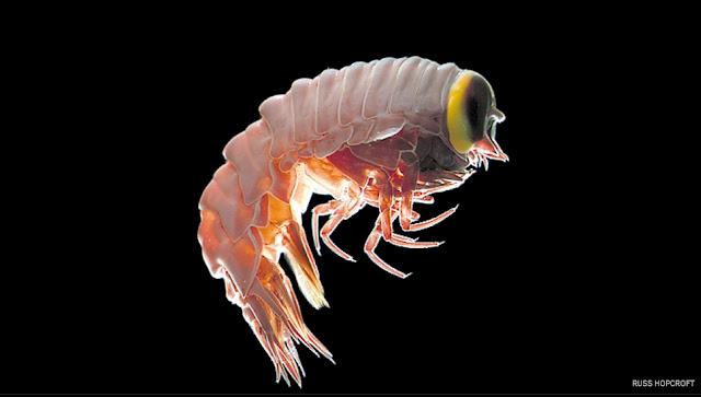 El primer censo de la vida marina. Una década de descubrimientos El primer censo de la vida marina. Una década de descubrimientos