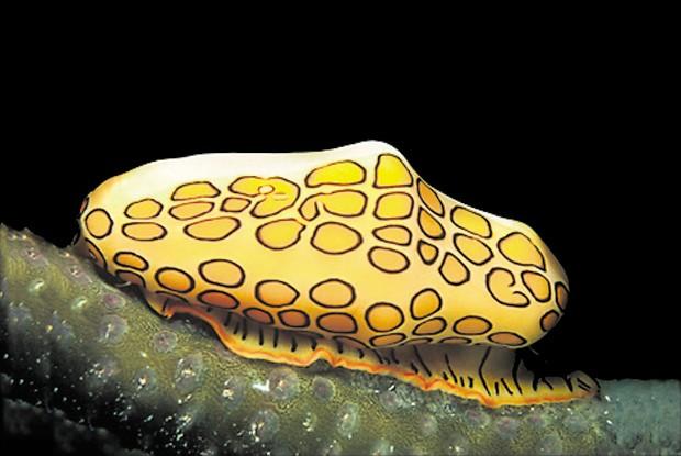 El primer censo de la vida marina. Una década de descubrimientos El primer censo de la vida marina. Una década de descubrimientos