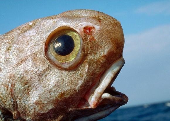 El primer censo de la vida marina. Una década de descubrimientos El primer censo de la vida marina. Una década de descubrimientos