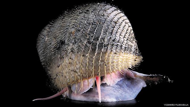 El primer censo de la vida marina. Una década de descubrimientos El primer censo de la vida marina. Una década de descubrimientos