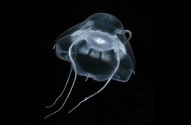 El primer censo de la vida marina. Una década de descubrimientos El primer censo de la vida marina. Una década de descubrimientos