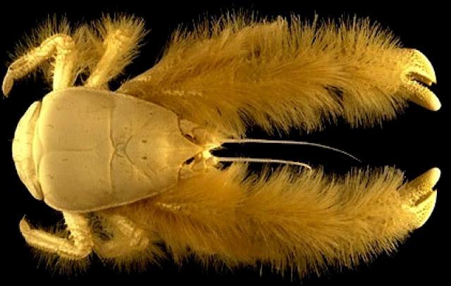 El primer censo de la vida marina. Una década de descubrimientos El primer censo de la vida marina. Una década de descubrimientos