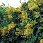 guaco, planta medicinal Guaco, eficaz expectorante y contra la tos