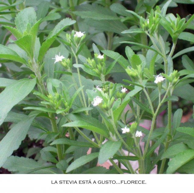 Stevia Con un par…