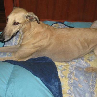 Dora una belleza Foto: DORA, GALGA DE 2 AÑOS EN ADOPCIÓN. VIGO Dora fue rescatada en Madrid. Ahora está en acogida hasta semptiembre 2012 en Vigo. Es sociable con humanos y demás animales. Apta para estar fuera y dentro de casa. Si quieres conocer a Dora ponte en contacto con nosotros: 696.693.971/634.676.503