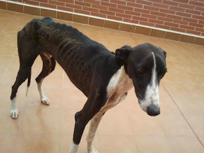 KIWI, PRECIOSO GALGUITO EN ADOPCIÓN. (ZARAGOZA) KIWI, PRECIOSO GALGUITO EN ADOPCIÓN. (ZARAGOZA)