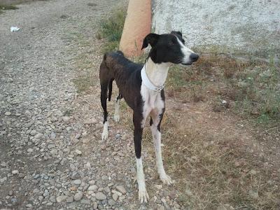 KIWI, PRECIOSO GALGUITO EN ADOPCIÓN. (ZARAGOZA) KIWI, PRECIOSO GALGUITO EN ADOPCIÓN. (ZARAGOZA)