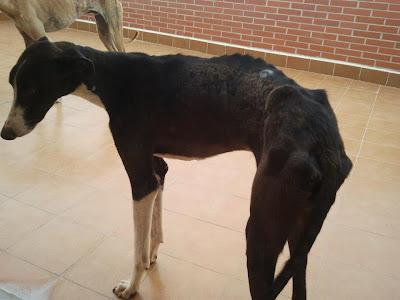 KIWI, PRECIOSO GALGUITO EN ADOPCIÓN. (ZARAGOZA) KIWI, PRECIOSO GALGUITO EN ADOPCIÓN. (ZARAGOZA)