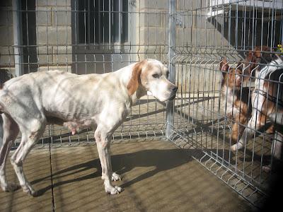 CHUS, pointer, con 9 años en la perrera de Huesca. CHUS, pointer, con 9 años en la perrera de Huesca.