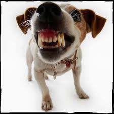 DIEZ POSIBLES PRINCIPIOS DE LA VIDA. DIEZ POSIBLES PRINCIPIOS DE LA VIDA.