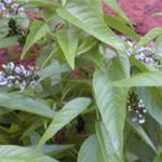 Culen, plantas medicinales Culen, plantas medicinales