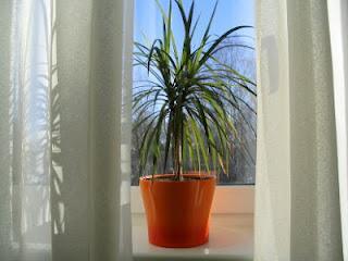 Cuidados en plantas y flores - Octubre Cuidados en plantas y flores - Octubre