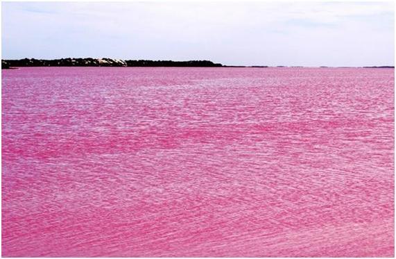 Un lago de color Rosa (lo ví en el blog La hipótesis Gaia)