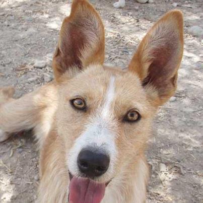 Foto: Eros es un podenco portugués de 3 años y 3 meses, tamaño grande, esterilizado. Está en Granada. Además de muy guapo Eros es un perro muy juguetón y cariñoso. Abandonado en un pueblo de Granada, se ha criado en la calle y necesita un hogar donde puedan educarlo ya que no ha tenido a nadie que lo haga, con paciencia y mucho cariño Eros llegará a ser el amigo que siempre estará a tu lado y jamás te fallará. Eros necesita que le demuestren que el ser humano no siempre va a maltratarlo y que puede recibir cariño y protección. Adóptalo!! Contacto: infoladridosvagabundos@gmail.com Tlf: 676 297 824 Visita la web http://chuchos-gr.org/