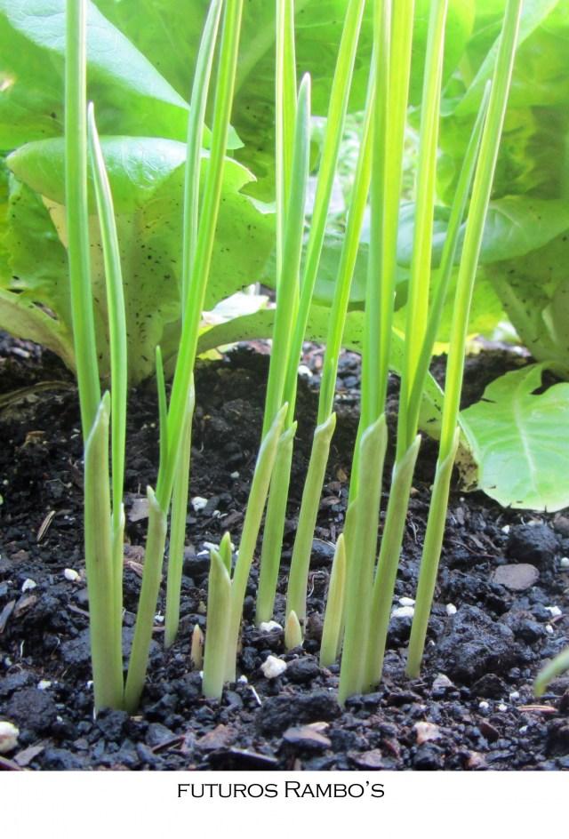 Irambo El ajo Rambo.