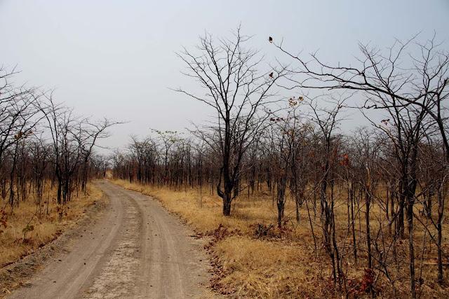 El valle de Luangwa, comencemos desde el Norte El valle de Luangwa, comencemos desde el Norte