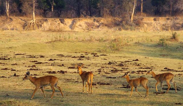 El valle de Luangwa, comencemos desde el Norte El valle de Luangwa, comencemos desde el Norte