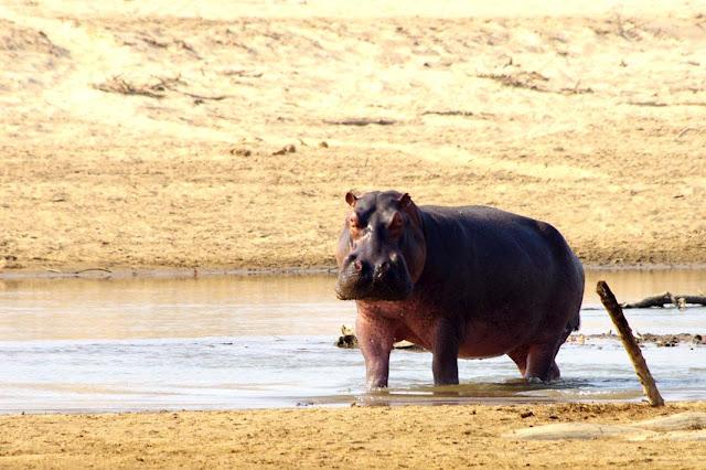 El valle de Luangwa, comencemos desde el Norte El valle de Luangwa, comencemos desde el Norte
