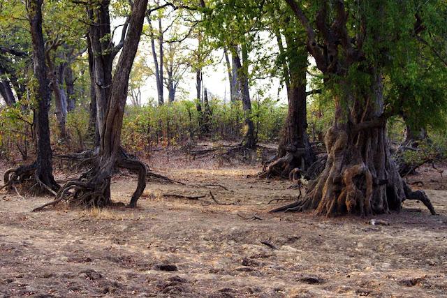 El valle de Luangwa, comencemos desde el Norte El valle de Luangwa, comencemos desde el Norte