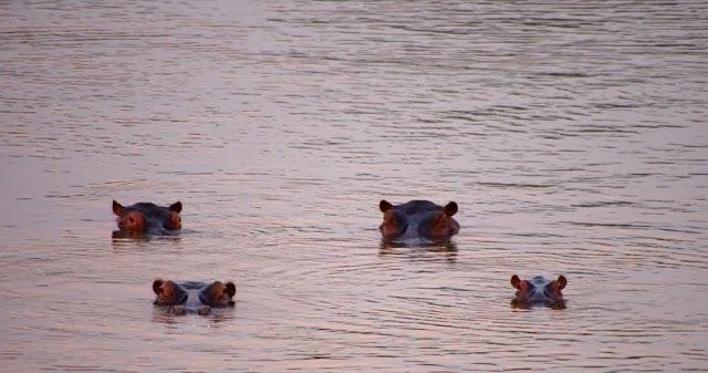 El valle de Luangwa, comencemos desde el Norte El valle de Luangwa, comencemos desde el Norte
