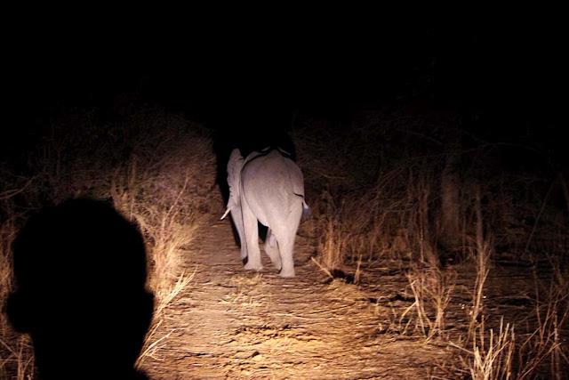 El valle de Luangwa, comencemos desde el Norte El valle de Luangwa, comencemos desde el Norte
