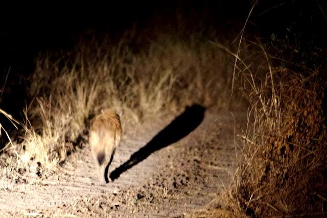 El valle de Luangwa, comencemos desde el Norte El valle de Luangwa, comencemos desde el Norte