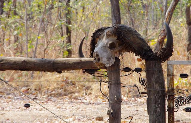 El valle de Luangwa, comencemos desde el Norte El valle de Luangwa, comencemos desde el Norte