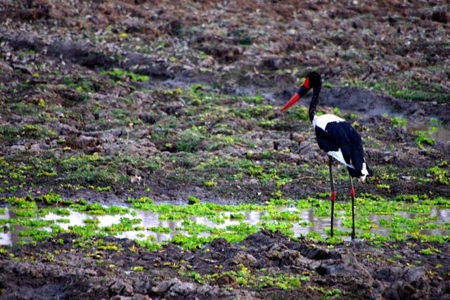El valle de Luangwa, comencemos desde el Norte El valle de Luangwa, comencemos desde el Norte