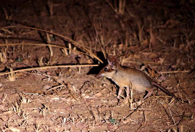 El valle de Luangwa, comencemos desde el Norte El valle de Luangwa, comencemos desde el Norte