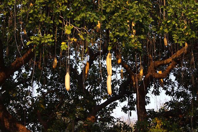 El valle de Luangwa, comencemos desde el Norte El valle de Luangwa, comencemos desde el Norte