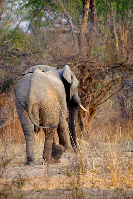 El valle de Luangwa, comencemos desde el Norte El valle de Luangwa, comencemos desde el Norte