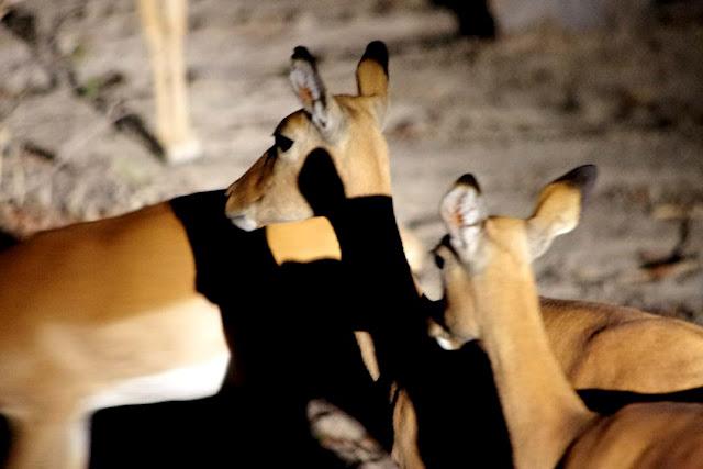 El valle de Luangwa, comencemos desde el Norte El valle de Luangwa, comencemos desde el Norte