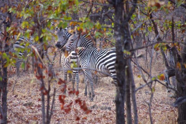 El valle de Luangwa, comencemos desde el Norte El valle de Luangwa, comencemos desde el Norte