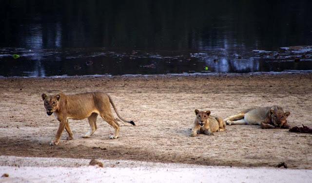 El valle de Luangwa, comencemos desde el Norte El valle de Luangwa, comencemos desde el Norte