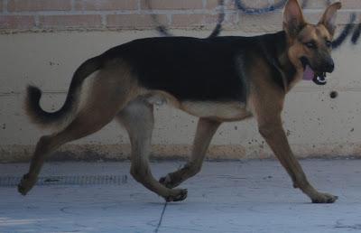 PASTOR ALEMÁN ABANDONADO, LA PERRERA YA LE BUSCA. (MURCIA) PASTOR ALEMÁN ABANDONADO, LA PERRERA YA LE BUSCA. (MURCIA)