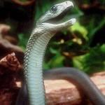 mamba_negra Hallan un veneno con un poder analgésico tan fuerte como la morfina