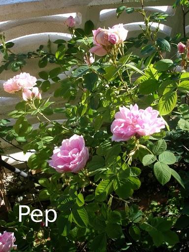 Quatre saisons: un misterio Quatre saisons: un misterio