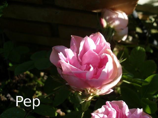 Quatre saisons: un misterio Quatre saisons: un misterio