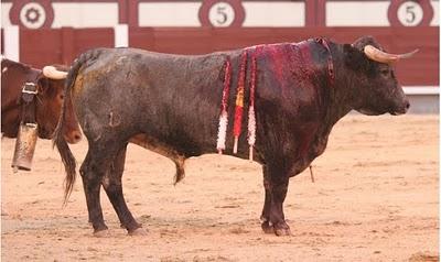 SALTILLOS SALTILLOS