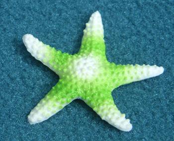 Estrellas de mar Estrellas de mar