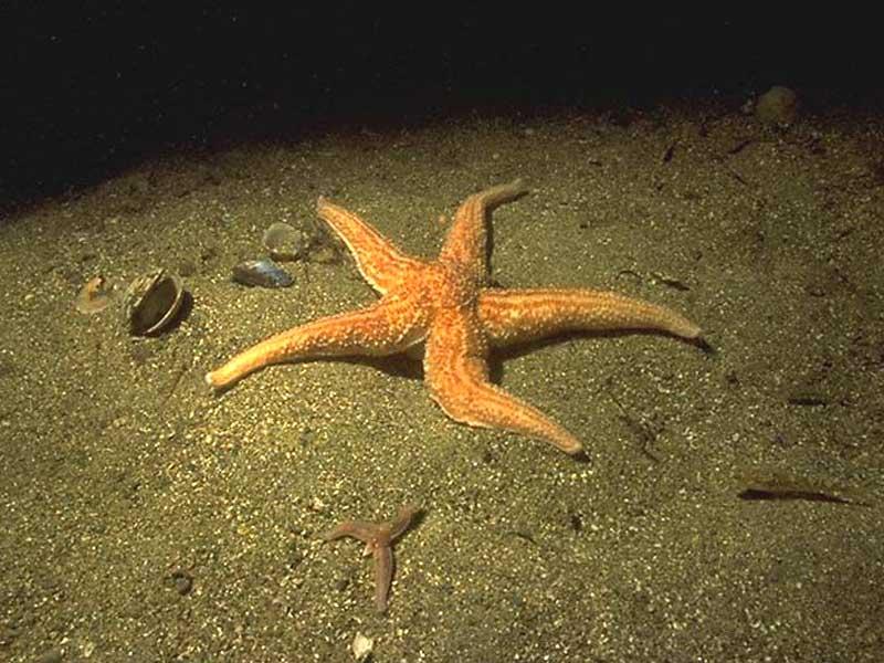 Estrellas de mar Estrellas de mar