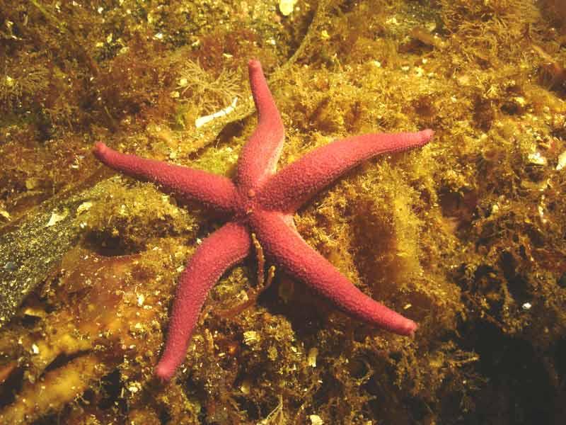 Estrellas de mar Estrellas de mar