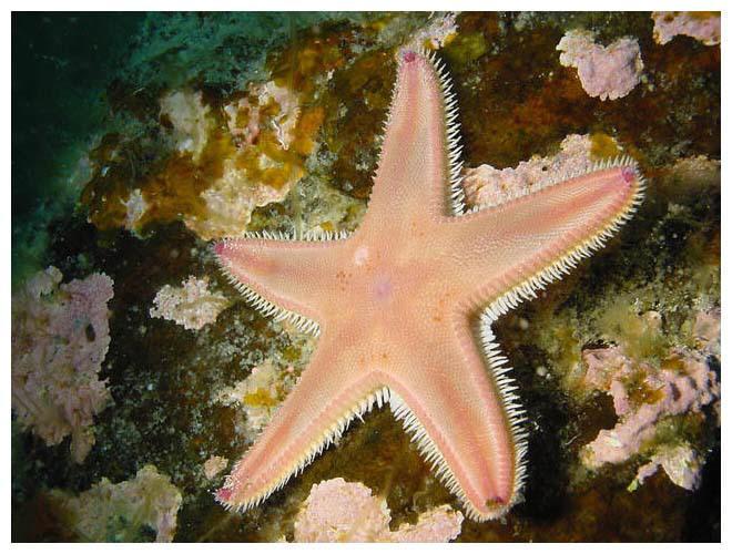 Estrellas de mar Estrellas de mar