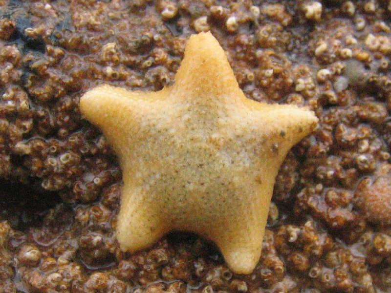 Estrellas de mar Estrellas de mar