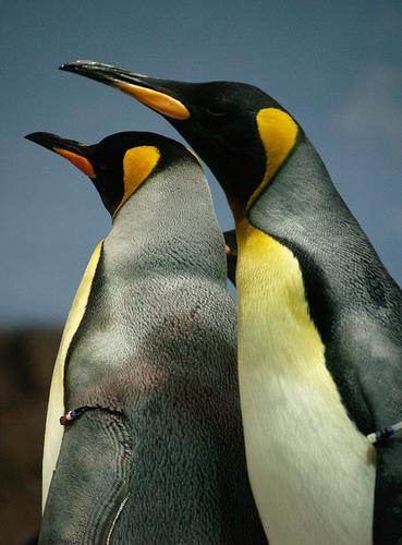 Guía definitiva para pasarte a Linux Guía definitiva para pasarte a Linux