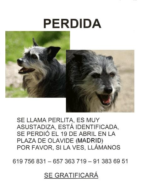 Perlita, perrita perdida el 19/04/10 en la Plaza de Olavide, Madrid Perlita, perrita perdida el 19/04/10 en la Plaza de Olavide, Madrid