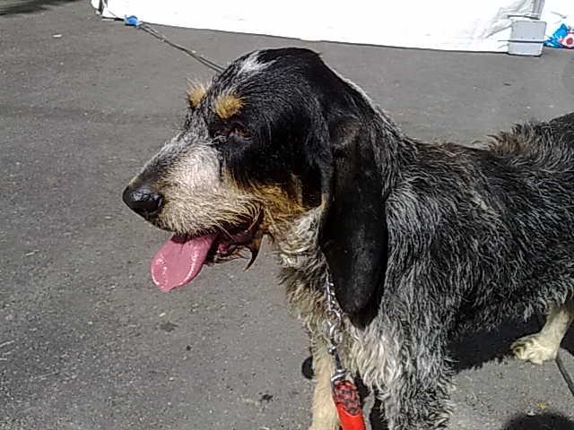 Amiga, Grifon azul en Barcelona. Urgente difusión acogida /adopción Amiga, Grifon azul en Barcelona. Urgente difusión acogida /adopción
