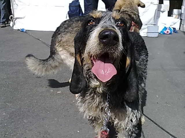 Amiga, Grifon azul en Barcelona. Urgente difusión acogida /adopción Amiga, Grifon azul en Barcelona. Urgente difusión acogida /adopción